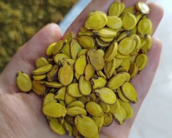 تصویر 2 از قیمت تخمه محبوبی زرد با فروش عمده